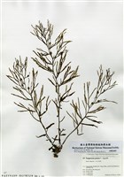 藏品(展枝馬尾藻)的圖片